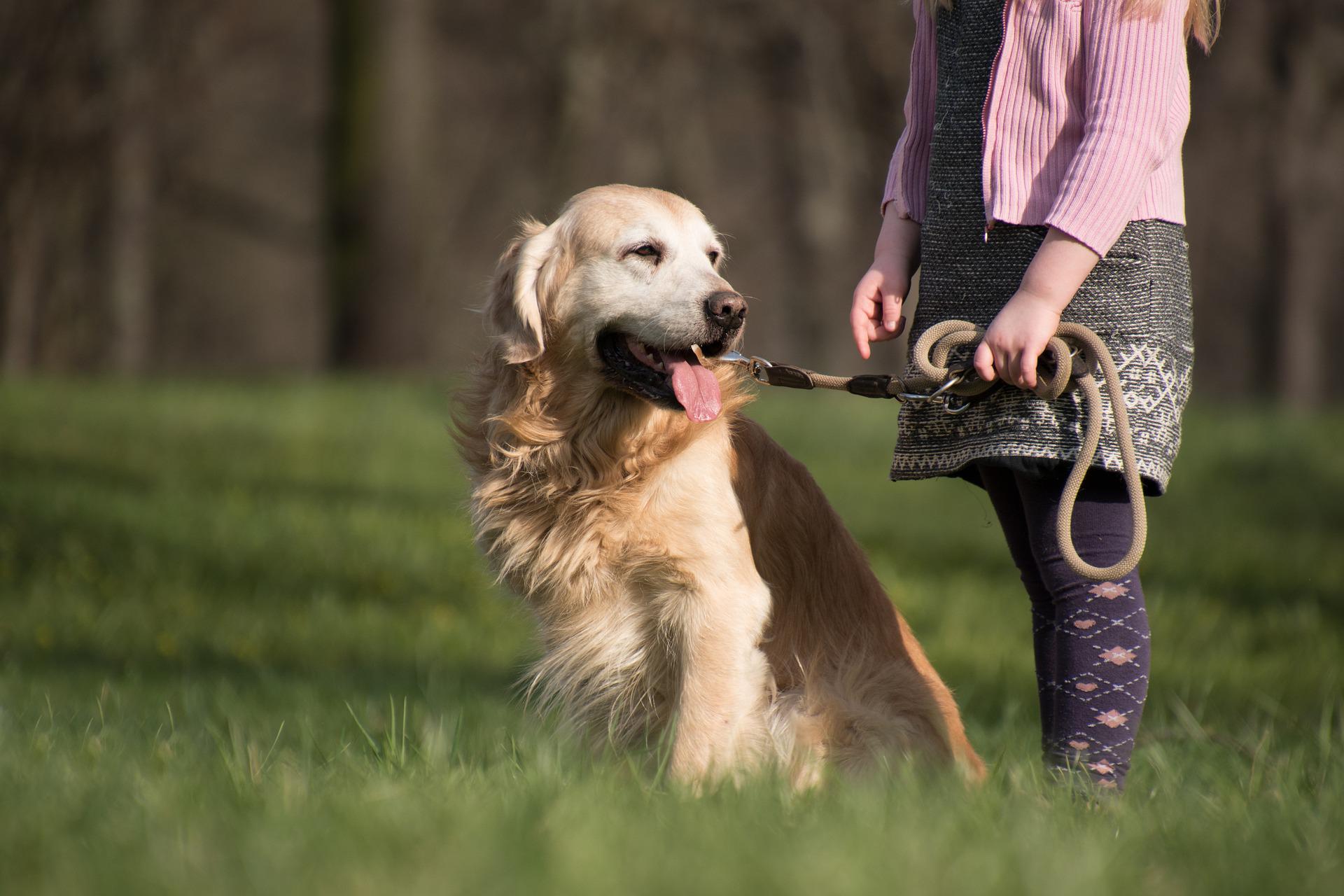 老犬に散歩は必要？適切な散歩時間や散歩の方法 - やさしい犬との