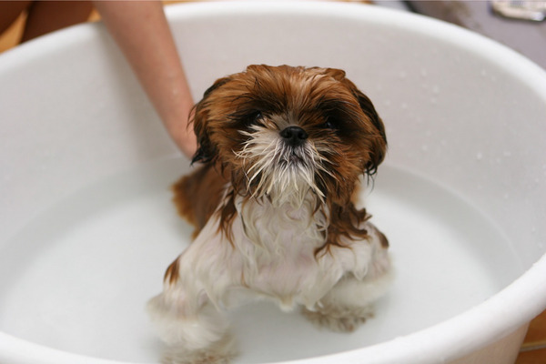 子犬のお風呂