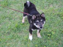 散歩中の黒柴犬