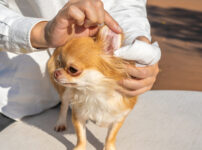 子犬の耳掃除