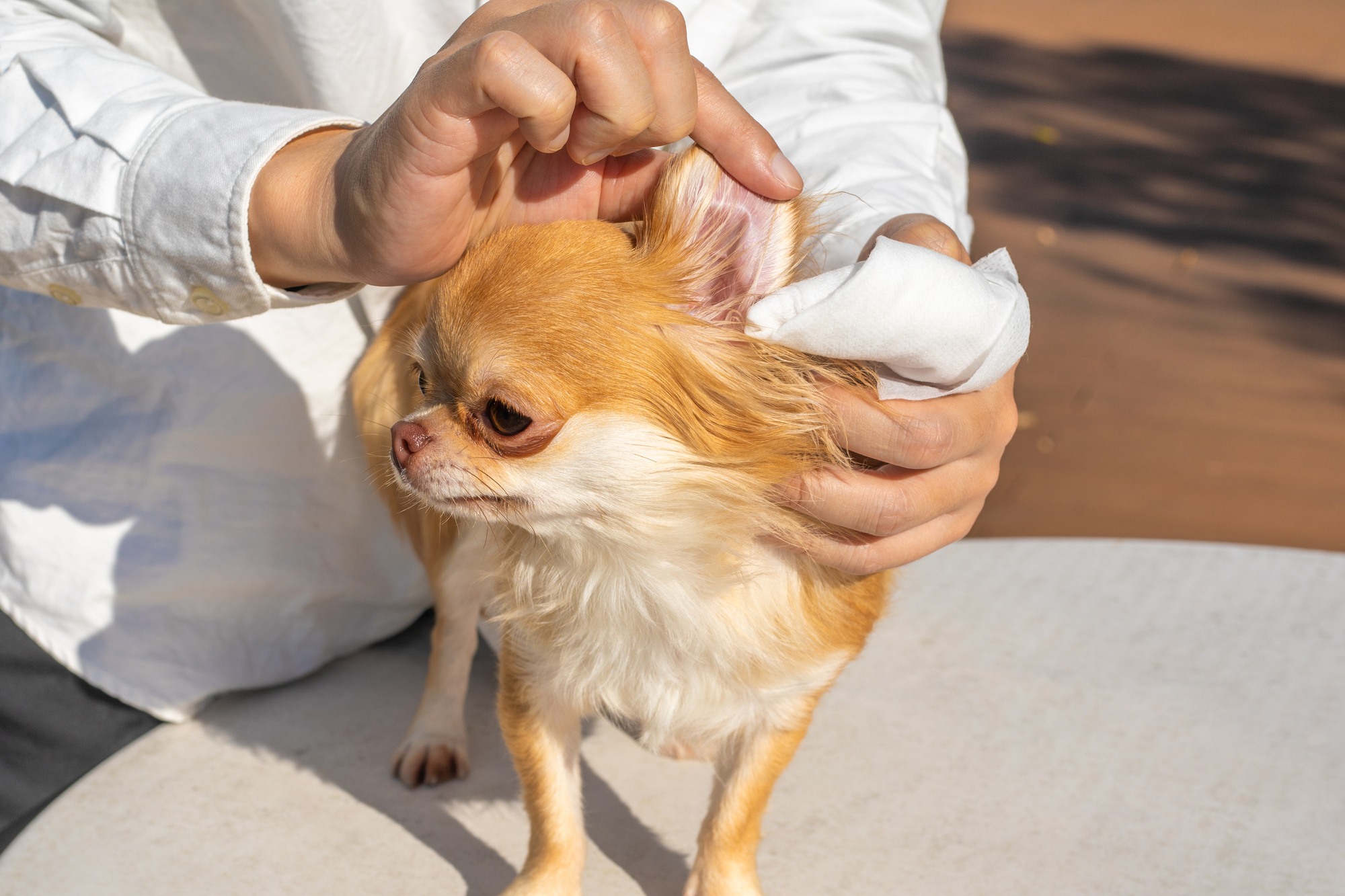 子犬の耳掃除